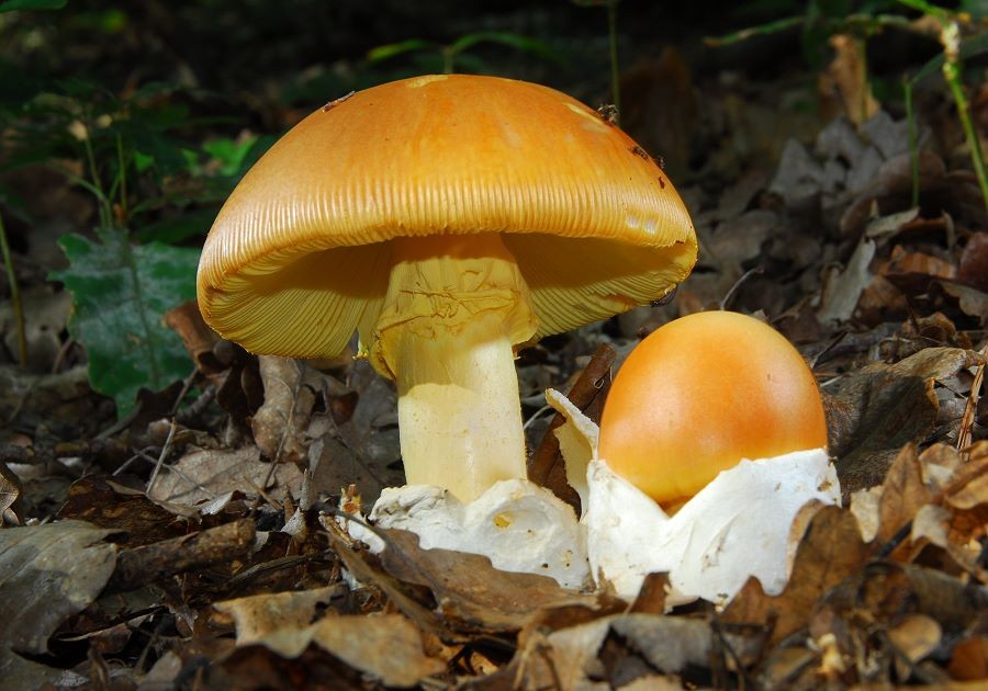 Amanita_caesarea006 