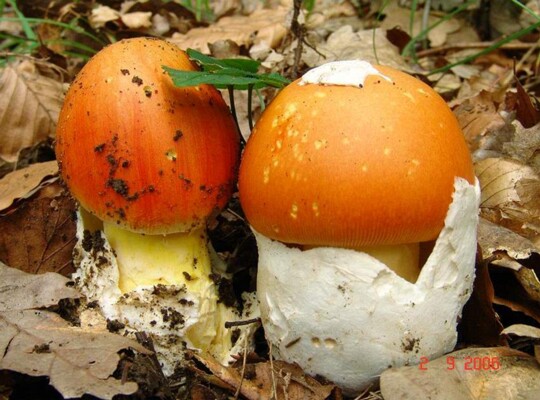 Amanita_caesarea001 Der Hutrand ist deutlich gerieft. Dieses Erkennungsmerkmal ist schon bei sehr jungen Pilzen gut zu beobachten.