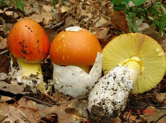 Amanita_caesarea002 Amanita caesarea ist der einzige Wulstling mit gelb gefärbten Lamellen. Nur wenige Velumreste bleiben auf der Huthaut hängen.