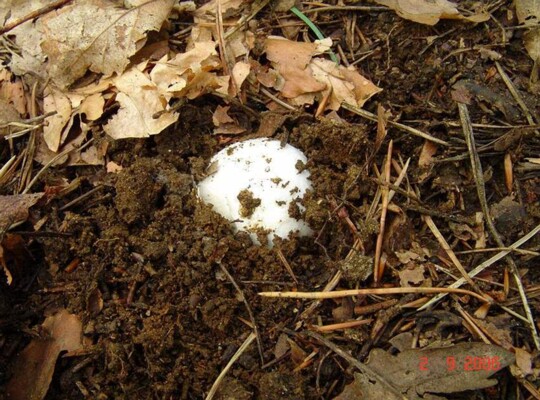 Amanita_caesarea003 ganz junge Kaiserlinge sind von einem dickhäutigen, weißen Velum umgeben. In diesem Stadium ahnt man noch nichts von der Pracht die sich aus dem
