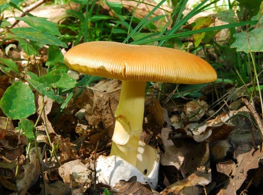 Amanita_caesarea004