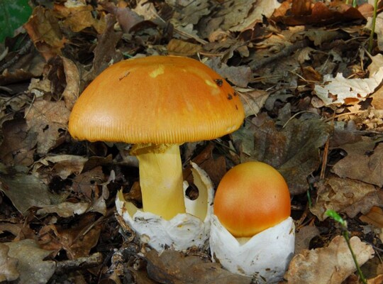 Amanita_caesarea005