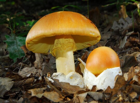 Amanita_caesarea006