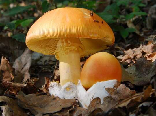 Amanita_caesarea007