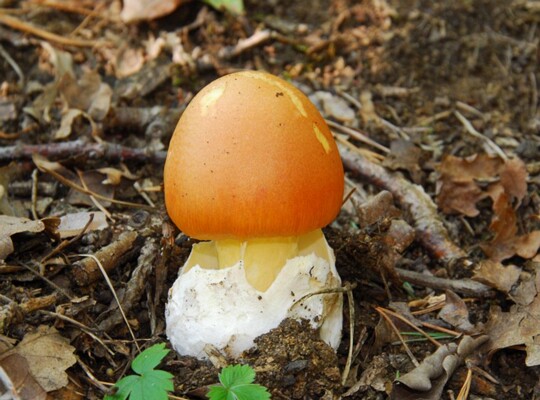 Amanita_caesarea008