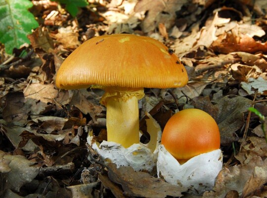Amanita_caesarea009