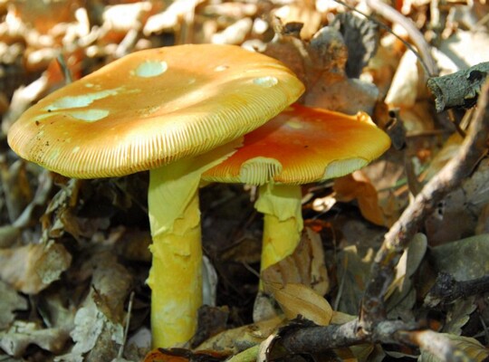 Amanita_caesarea011