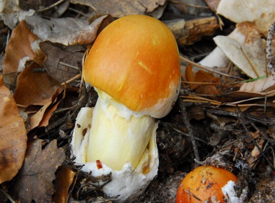 Amanita_caesarea012