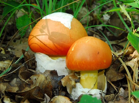 Amanita_caesarea013