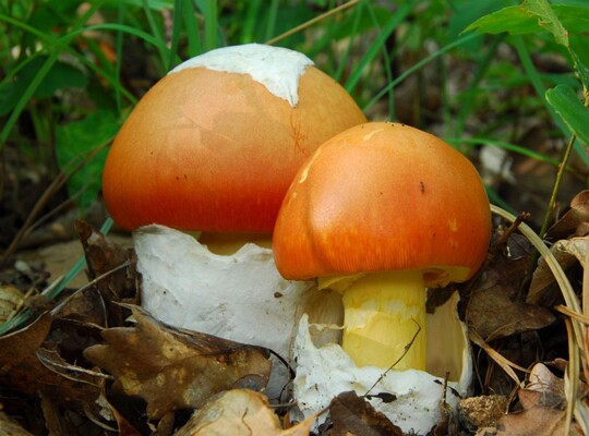 Amanita_caesarea014