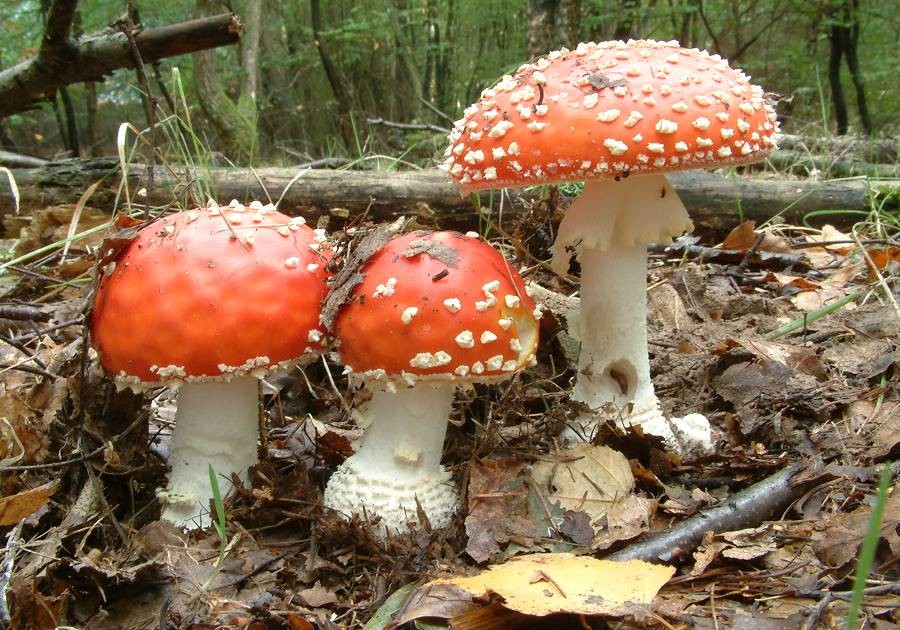 Amanita_muscaria002 Amanita muscaria - Fliegenpilz ( L. 1753 ) Pers. 1797 auf dem Bild ist zu erkennen das die Velumreste auf dem Hut nicht gleichmässig angeordnet sind. Die Reste der Gesamthülle sind nicht fest mit der Huthaut vewachsen. Sie können leicht vom Regen abgewaschen werden.