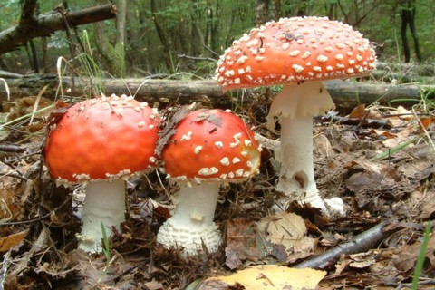 Amanita_muscaria002 Amanita muscaria - Fliegenpilz ( L. 1753 ) Pers. 1797 auf dem Bild ist zu erkennen das die Velumreste auf dem Hut nicht gleichmässig angeordnet sind. Die Reste...