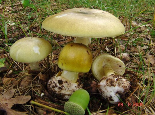 Amanita_phalloides001