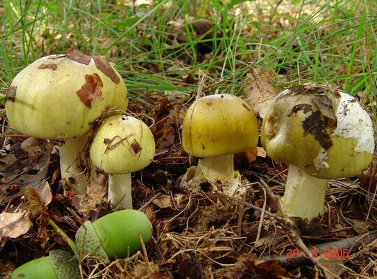 Amanita_phalloides002