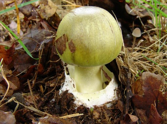 Amanita_phalloides003 die ausgeprägte, häutig - lappige Volva ist ein wichtiges Erkennungmerkmal des grünen Knollenblätterpilzes. Der Hut ist nur selten von Velumresten bedeckt. Er...