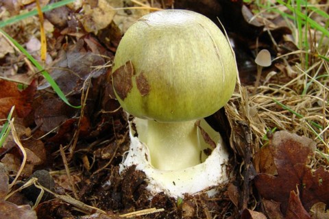 Amanita_phalloides003 die ausgeprägte, häutig - lappige Volva ist ein wichtiges Erkennungmerkmal des grünen Knollenblätterpilzes. Der Hut ist nur selten von Velumresten bedeckt. Er...