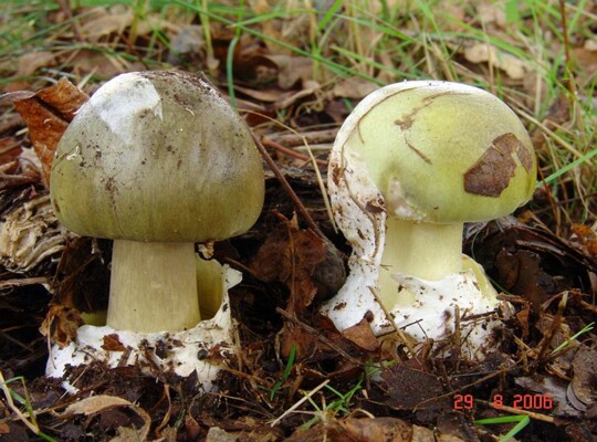 Amanita_phalloides004 in der Farbgebung des Hutes ist Amanita phalloides sehr variabel. Das Bild zeigt zwei Basidiocarpien die unterschiedliche Grüntöne aufweisen. Von einem sehr...