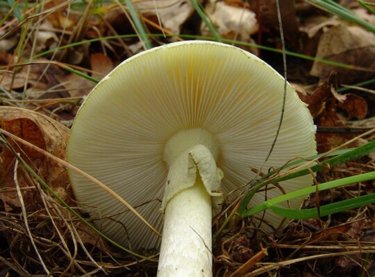 Amanita_phalloides005 die Lamellen dieses tödlich giftigen Pilzes bleiben vom Jungstadium bis ins hohe Alter weiß bis ganz leicht gelblich. Sie sind am Stiel frei und ihre Schneiden...