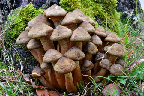 Armillaria_mellea004 Armillaria mellea - Honiggelber Hallimasch (Vahl) P. Kumm. 1871 Fundort: Homburg/Saar - MTB: 6610/4