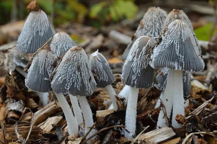 Coprinopsis_lagopus003 Coprinopsis lagopus - Hasenpfote (Fr.) Redhead, Vilgalys & Moncalvo 2001