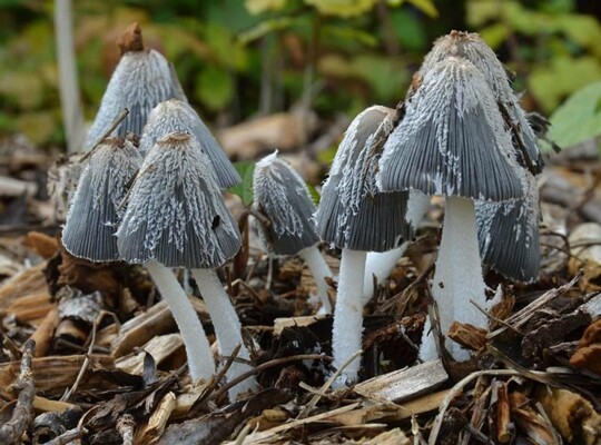 Coprinopsis_lagopus002 Coprinopsis lagopus - Hasenpfote (Fr.) Redhead, Vilgalys & Moncalvo 2001