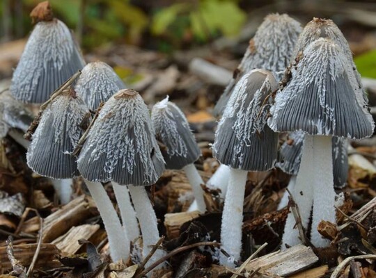 Coprinopsis_lagopus003 Coprinopsis lagopus - Hasenpfote (Fr.) Redhead, Vilgalys & Moncalvo 2001