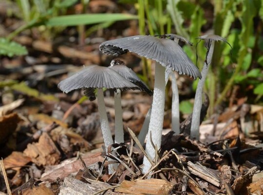 Coprinopsis_lagopus004 Coprinopsis lagopus - Hasenpfote (Fr.) Redhead, Vilgalys & Moncalvo 2001