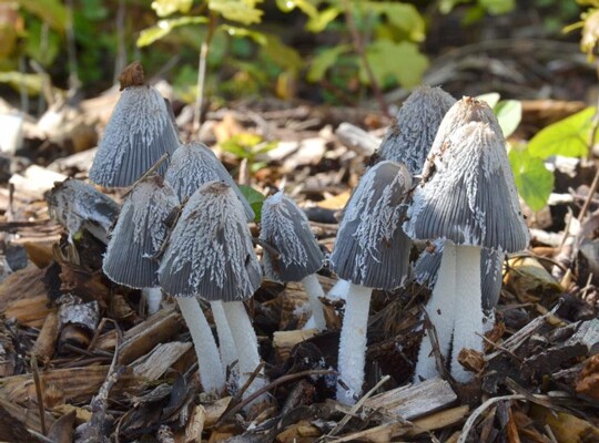 Coprinopsis_lagopus006