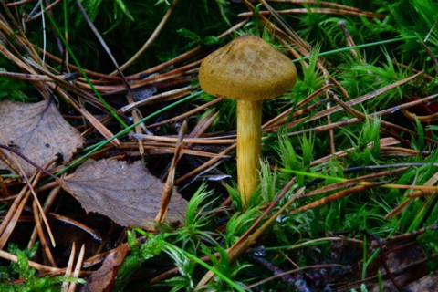 Cortinarius semisanguineus001 Cortinarius semisanguineus - Blutblättriger Hautkopf (Fries) Gillet