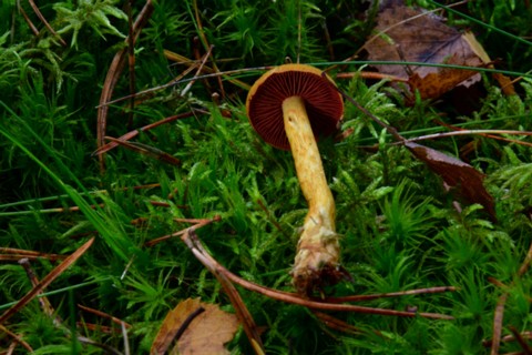 Cortinarius semisanguineus002 Cortinarius semisanguineus - Blutblättriger Hautkopf (Fries) Gillet