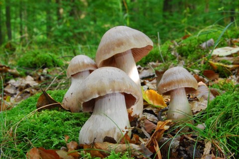 Cortinarius_turgidus001