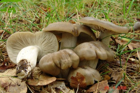 Entoloma_lividoalbum001