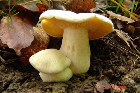 Entoloma_sinuatum002