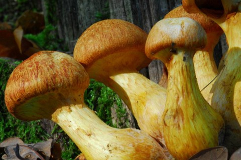 Gymnopilus_junonius005