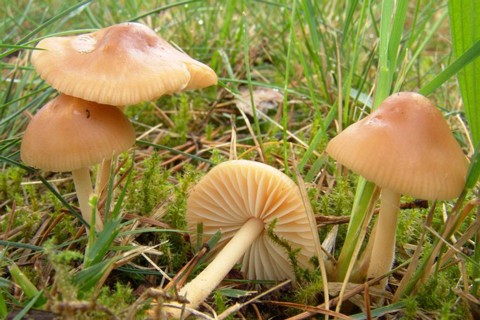 Marasmius_oreades002 der Hutrand ist meist deutlich gekerbt bisweilen auch glatt. Bei Feuchtigkeit ist die Huthaut speckig glänzend.