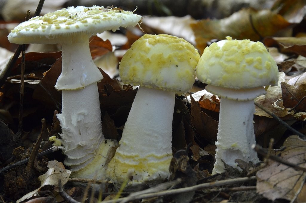 Amanita_franchetii Amanita franchetii - Gelbflockiger Wulstling ( Boudier 1881 ) Fayod 1889 Key Words: Basidiomycetes - Agaricales - Amanitaceae - Amanita = Wulstling Mykorrhizapilz - Symbiosepartner: meist Laubbäume wie Buche und Eiche, seltener auch bei Nadelbäumen. Gefährdung: selten und in den meisten Bundesländern unter RL 4 geführt. Bemerkungen: von unerfahrenen Sammlern kann er mit dem Perlpilz ( Amanita rubescens) verwechselt werden. Der rauhe Wulstling rötet aber in der Regel nicht und trägt gelbliche Velumreste auf dem Hut. Auch der Saum des Ringes und die flockigen Zonen der Stielbasis zeigen diese gelbliche Färbung. Fundort: Bottenbach - Pfalz