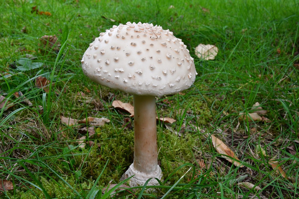 Amanita_muscaria_var.alba Amanita muscaria var.alba - Fliegenpilz ( weiße Varietät ) Peck 1897 Key Words: Basidiomycetes - Agaricales - Amanitaceae - Amanita = Wulstling Mykorrhizapilz - Symbiosepartner: Fichte, Kiefer, Birke. Seltener auch andere Laubbäume Gefährdung: diese Farbvariante ist sehr selten Bemerkungen: ein Fliegenpilz dem das rote Huthautpigment fast vollkommen fehlt. Nur ein ganz leichter Hauch war noch zu erkennen. Der verwendete Artname gilt heute als veraltert. Unter dem zur Zeit gebräuchlichen Namen Amanita muscaria var. guessowii sind verschieden Farbvarianten zusammengefasst. Sie werden aber nicht von allen Autoren anerkannt. Ich persönlich habe diesen Albino nach mehr als 40 Jahren zum ersten Mal in der Hand gehabt. weitere Bilder von Amanita muscaria var.alba - bitte hier anklicken Fundort: insgesamt wurden 3 Fruchtkörper bei Ludwigswinkel/Rheinland Pfalz gefunden. Diese Aufnahme stammt aber nicht vom Originalstandort. Die GPS - Daten würden also zum falschen Standort führen.