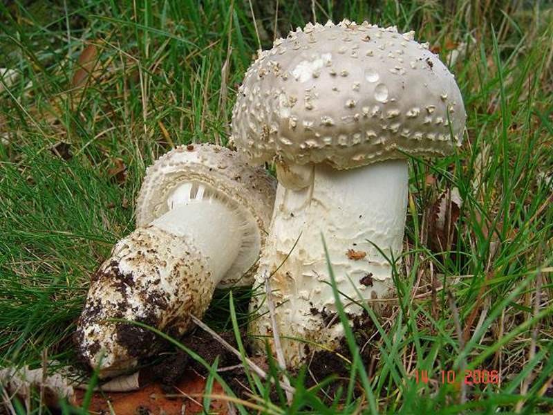 Amanita_solitaria Amanita solitaria - Spitzschuppiger Wulstling ( Bulliard 1780 : Fr. 1821 ) Mérat 1836 Key Words: Basidiomycetes - Agaricales - Amanitaceae - Amanita = Wulstling Mykorrhizapilz - Symbiosepartner: in erster Linie Rotbuche, seltener bei Eiche und Birke auf neutralen bis alkalischen Böden. Gefährdung: Amanita solitaria ist zur Zeit in Deutschland als selten anzusehen und kommt nur in wärmebegünstigten Gegenden vor. Im Zuge des Klimawandels und des damit verbundenen Temperaturanstieges in Mitteleuropa wird sich die Art auch in Deutschland weiter ausbreiten. Bemerkungen: Die pyramidenförmigen Velumreste auf dem Hut sind ein recht gutes Unterscheidungsmerkmale zur ähnlichen Amanita strobiliformis. Ihre Velumreste sind auf dem Hut mehr flockig feldrig, unterscheiden sich also deutlich von denen der hier vorgestellten Art. Fundort: Brenschelbach - Saarland