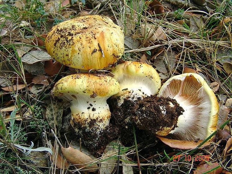 Cortinarius_aurilicis Cortinarius aurilicis - Grüngelber Klumpfuss Chevassut & Trescol Klassifikation: Fungi, Dikarya, Basidiomycota, Agaricomycotina, Agaricomycetes, Agaricomycetidae, Agaricales, Cortinariaceae, Cortinarius Mykorrhizapilz - Symbiosepartner: Steineiche Gefährdung: die Art kommt in Deutschland nicht vor. Über eine Gefährdung im Mittelmeerraum ist mir nichts bekannt. Bemerkungen: dieser sehr schöne Haarschleierling ist in Deutschland völlig unbekannt. Gefunden wurde bei Steineiche auf ca. 1100 m Höhe. Fundort: bei Masia Carcelliera - Spanien