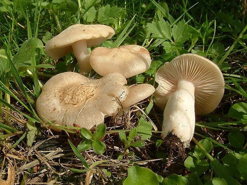 Entoloma_saepium Entoloma saepium - Schlehenrötling ( Noullet-Dausier 1838 ) Richon et Roze 1880 Klassifikation: Fungi, Dikarya, Basidiomycota, Agaricomycotina, Agaricomycetes, Agaricomycetidae, Agaricales, Entolomataceae, Entoloma Mykorrhizapilz - Symbiosepartner : vor allem unter Rosenholzgewächsen wie Pflaume, Apfel, Kirsche, Weißdorn. Besonders gern bei Schlehe. Gefährdung: keine Bemerkungen: nicht leicht ist die Unterscheidung zu der sehr ähnlichen E. clypeatum ( Schildrötling ). Im Gegensatz zu ihr hat die abgebildete Art keinen hygrophanen Hut. Das Fleisch von Entoloma saepium färbt sich inbesondere in den Madengängen bräunlich - orange. Dieses Merkmal fehlt dem Schildrötling. Mikroskopisch kann man beide Arten kaum unterscheiden. Fundort: Bexbach - Saarland