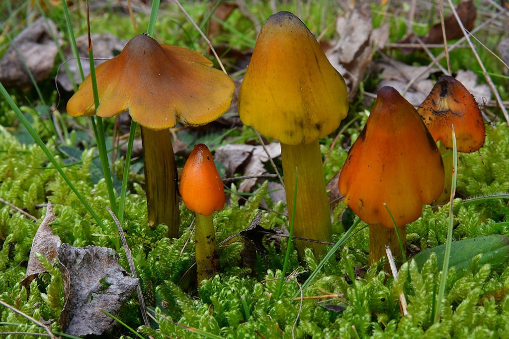 Hygrocybe_conica Hygrocybe conica - Kegeliger Saftling ( Schaeffer 1774 : Fr.1838 ) Kummer 1871 Key Words: Basidiomycetes - Agaricales - Hygrophoraceae - Hygrocybe = Saftling Mykorrhizapilz - Symbiosepartner: verschiedene Gräser und Kräuter Gefährdung: obwohl häufig anzutreffen ist diese Art, wie alle Saftlinge geschützt. Bemerkungen: H. conica kann schon im Mai Fruchtkörper ausbilden. Er dürfte wohl der am frühesten erscheinende Saftling sein. Hygrocybe nigescens der schwärzende Saftling wurde früher als eigenständige Art geführt, wurde aber wegen nicht trennbaren makroskopischen und auch mikroskopischen Merkmalen mit H. conica zusammengeführt. Die abgebildete gelbe Form wird gelegentlich auch als Hygrocybe conica var. chloroides bezeichnet. Fundort: Bexbach - Saarland