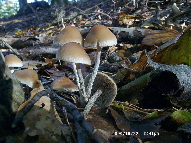 Hypholoma_marginatum Hypholoma marginatum - Geselliger Schwefelkopf, Natterstieliger Schwefelkopf ( Pers.1796 : Fr. )Schroeter 1889 Key Words: Basidiomycetes - Agaricales - Strophariaceae - Hypholoma = Schwefelkopf Saprobiont - Vorkommen: auf vermorchtem Nadelholz Gefährdung: bundesweit keine Gefährdung Fundort: Bexbach - Saarland