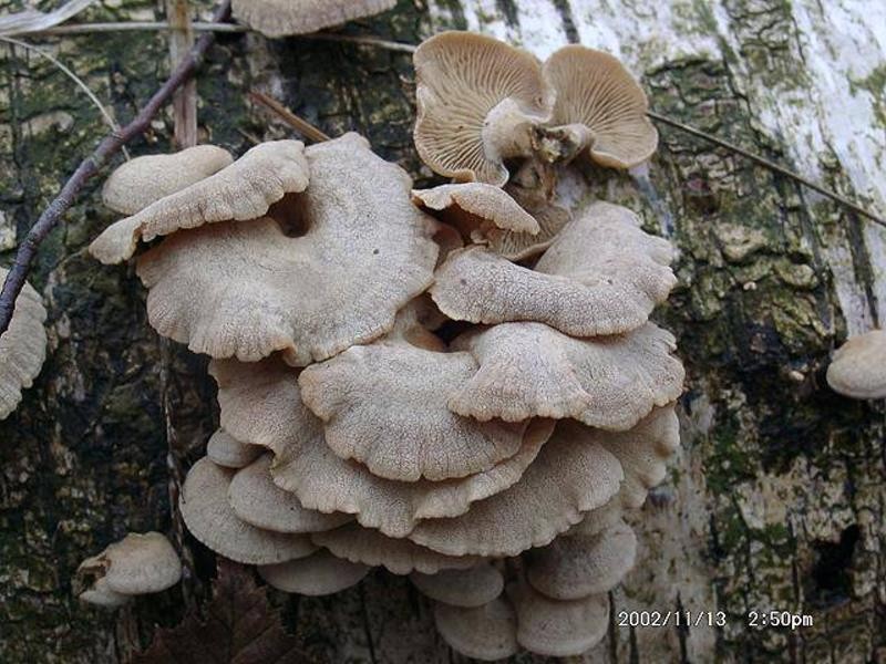 Panellus_stypticus Panellus stypticus - Herber Zwergknäueling, Bitterscharfer Zwergknäueling ( Bulliard 1783 : Fr.1821 ) Karsten 1879 1872 Key Words: Basidiomycetes - Agaricales - Tricholomataceae - Panellus = Zwegknäueling Saprobiont - Vorkommen: an totem Holz verschiedener Laubbäume. Vorzugsweise an Eiche. Gefährdung: nicht gefährdet. Sehr häufige Art. Bemerkungen: der Pilz wird bald recht zäh. Bei fehlender Feuchtigkeit schrumpft und verhärtet er um bei einsetzendem Regen seine alte Form wieder anzunehmen. So können die Fruchtkörper viele Monate überdauern. Zerreibt man die Pilze zwischen den Fingern tritt eine Art Klebstoff aus der noch lange und hartnäckig an den Fingern zu spüren ist. Fundort: Bottenbach - Pfalz