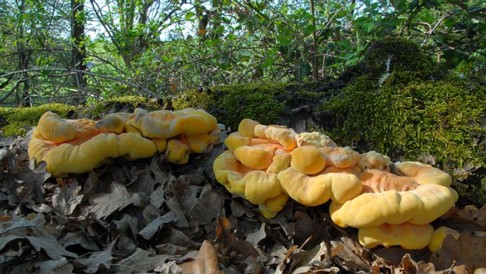 Laetiporus_sulphureus002