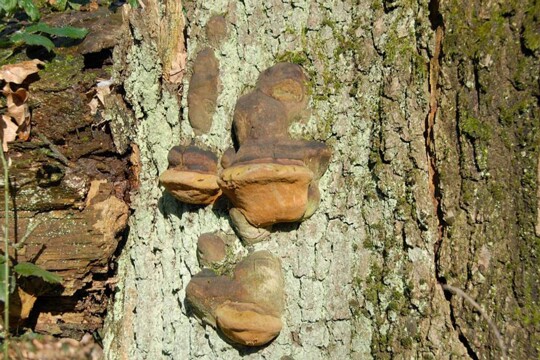 Phellinus_robustus001