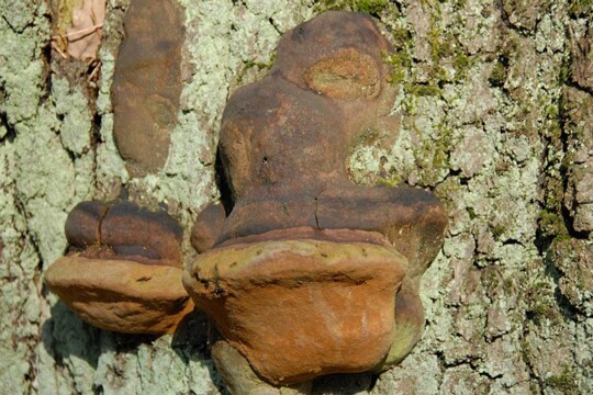 Phellinus_robustus002