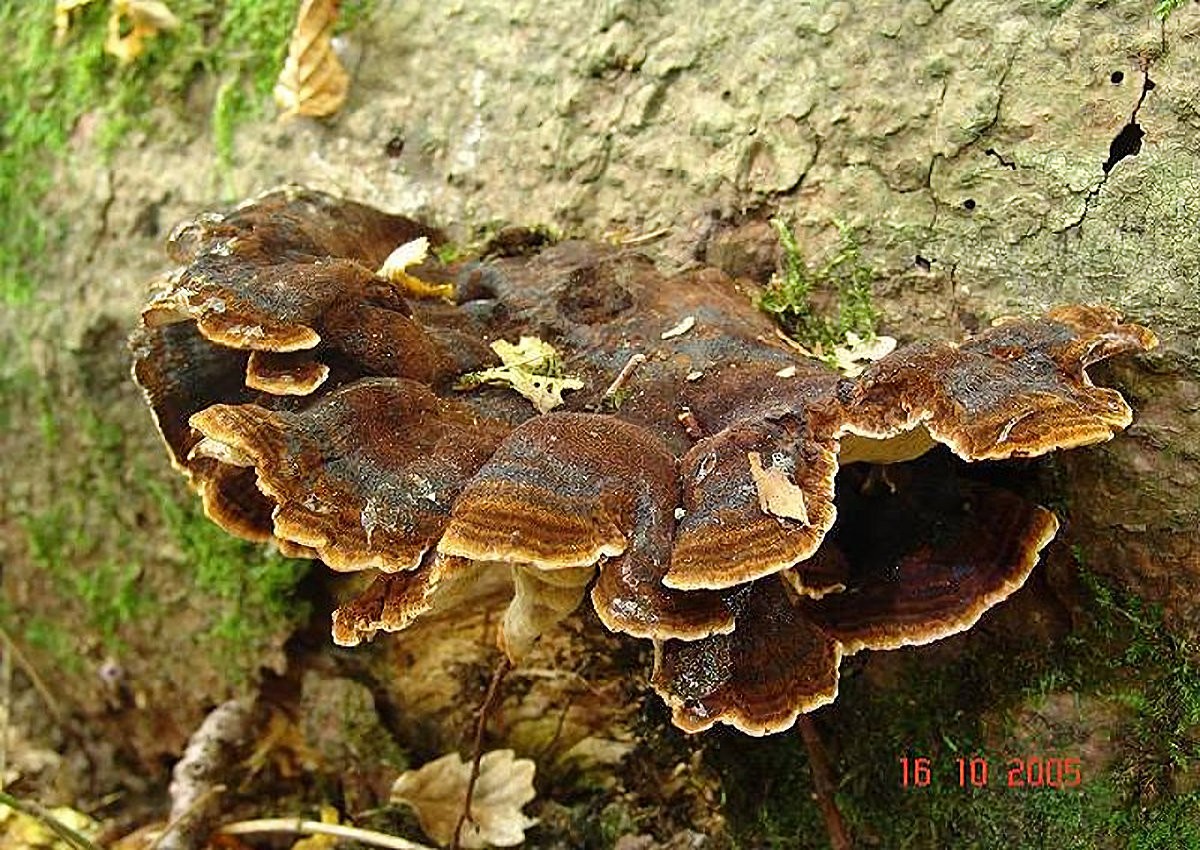 Ischnoderma_benzoinum Ischnoderma benzoinum - Schwarzgebänderter Harzporling ( Wahlenberg 1826 : Fr. 1828 ) Karsten 1881 Klassifikation: Funghi, Dikarya, Basidiomycota, Agaricomycotina, Agaricomycetes, Polyporales, Ischnodermataceae, Ischnoderma Saprobiont - Vorkommen: an totem Holz von Weisstanne und Fichte. Gefunden an Weißtanne. Gefährdung: nicht sehr häufig aber nicht gefährdet. Bemerkungen: der Pilz könnte mit dem Laubholz - Harzporling verwechselt werden. Er ist seltener und besiedelt verschiedene Laubhölzer mit einer deutlichen Bevorzugung von Rotbuche. Ischnoderma benzoinum erzeugt am befallen Holz eine intensive Weißfäule. Wie alle Harzporlinge sind auch seine Fruchtkörper nur einjährig. weitere Bilder von Ischnoderma benzoinum - bitte hier klicken Fundort: Bexbach/Frankenholz - Saarland MTB: 6609/2