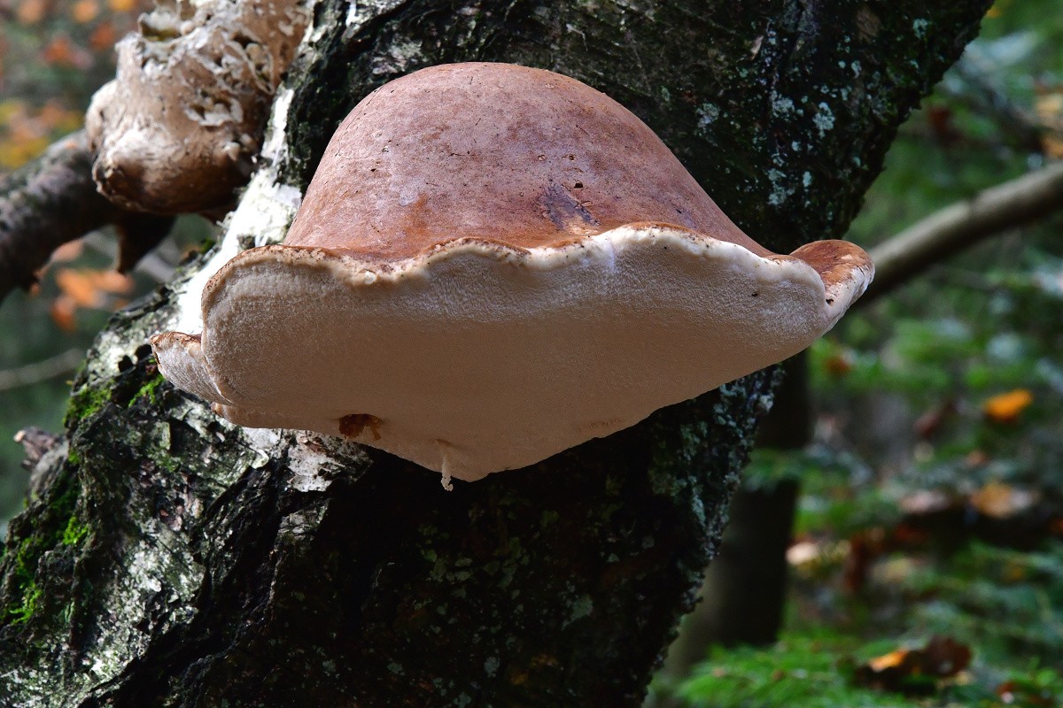 Piptoporus_betulinus Piptoporus betulinus - Birkenporling ( Bulliard 1796 : Fr. 1821 ) Karsten 1881 Key Words: Basidiomycetes - Aphyllophorales - Polyporaceae - Piptoporus = Birkenporling Saprobiont - Vorkommen: auf abgestorbenem Holz von Birke Gefährdung: häufig und nicht gefährdet Bemerkungen: die Art ist ausschließlich an Birken zu finden und kaum mit anderen holzbewohnenden Pilzen zu verwechseln. Alte, bereits abgefallene und mit der Porenschicht nach unten liegende Fruchtkörper,werden gelegentlich von Hypocrea pulvinata dem Birkenporlings- Kissenpustelpilz besiedelt. Dieser hübsche Ascomycet wird warscheinlich sehr oft übersehen. Wer dreht schon alte, auf dem Boden liegende Birkenporlinge um?? Eine Abbildung von H. pulvinata findet ihr in meinem Ascomycetenalbum. Fundort: Bexbach/Saarland MTB: 6609/2