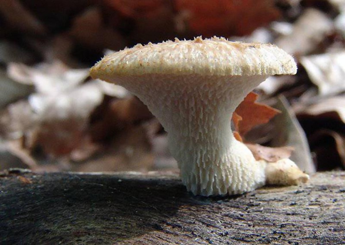 Polyporus_tuberaster Polyporus tuberaster - Sklerotien Porling ( Jacquin 1796 : Pers.1801 ) Fr. 1821 Key Words: Basidiomycetes - Aphyllophorales - Polyporaceae - Polyporus = Porlinge Saprobiont - Vorkommen: an totem Holz verschiedener Laubbäume, besonders gerne an Eiche und Rotbuche. Gefährdung: keine Bemerkungen: die Abbildung zeigt ein noch sehr junges Exemplar. Die Basidiocarpien fruktifizieren in wärmeren Gegenden in der Regel aus einem Sklerotium. Laut Breitenbach/Kränzlin ist dies in Mitteleuropa auch ohne möglich. Fundort: Bottenbach - Pfalz