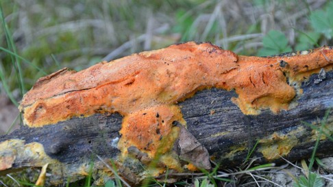 Auriporia_aurulenta Auriporia aurulenta - Duftender Goldporling A. David, Tortic & Jelic, Bull. Key Words: Basidiomycota, Agaricomycotina, Agaricomycetes, Polyporales,...